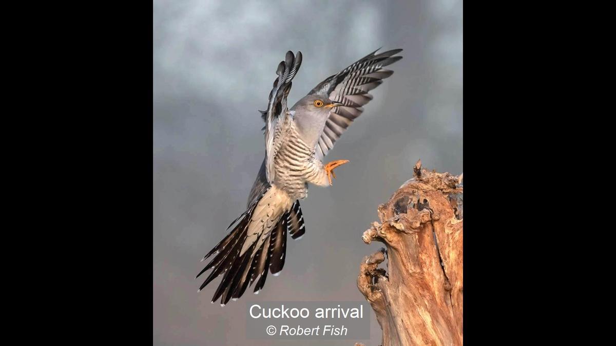 Cuckoo arrival_Robert Fish